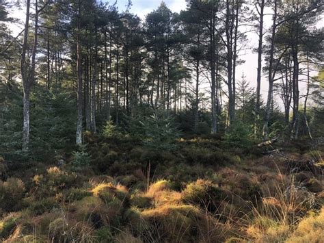 Wauchope Forest Richard Webb Geograph Britain And Ireland