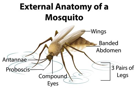 Mosquitoes In The Philippines Their Species And Risks