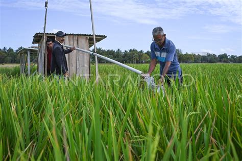 Plts Untuk Pompa Irigasi Pertanian Di Kupang Antara Foto