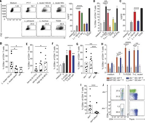 Lactobacillus Reuteri Induces Gut Intraepithelial Cd Cd T Cells