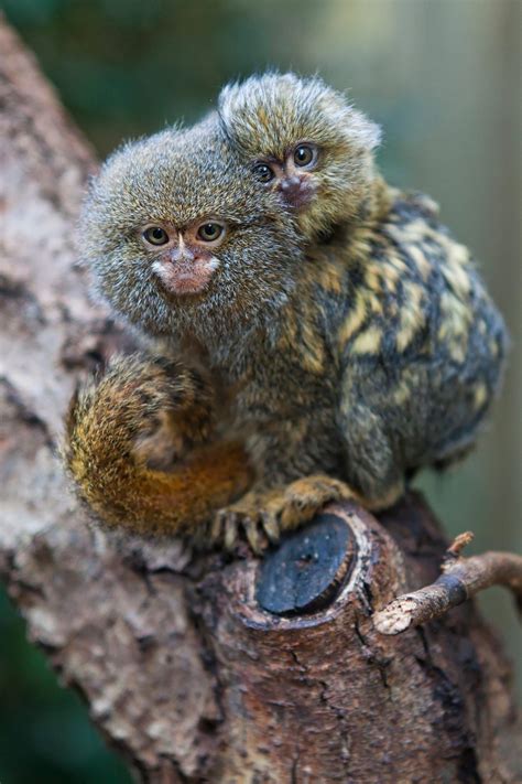 Pygmy Marmoset Or Dwarf Monkey Cebuella Pygmaea Pygmy Marmoset