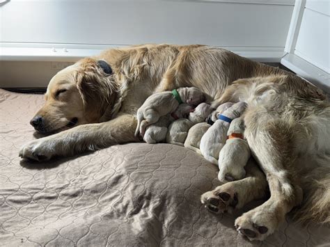 Puppies Behind Bars - Our dogs provide a daily dose of dopamine to the