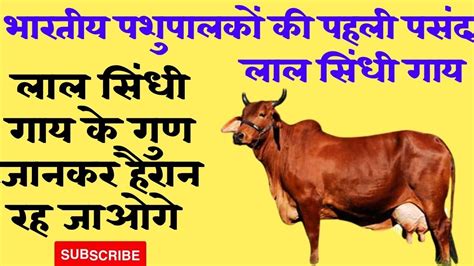 Lal Sindhi Gay Lal Sindhi Cow Lalsindhicow YouTube