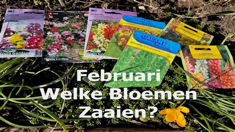 Welke Bloemen Zaaien In Februari Met Deze 7 Vroege Bloemen Kun Je Aan