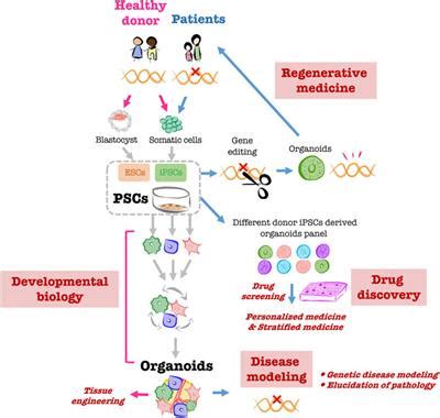 Frontiers Modeling Human Liver Organ Development And Diseases With