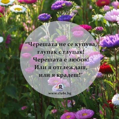 бързи срещи #speed #dating | Christmas ornaments, Holiday decor, Life ...
