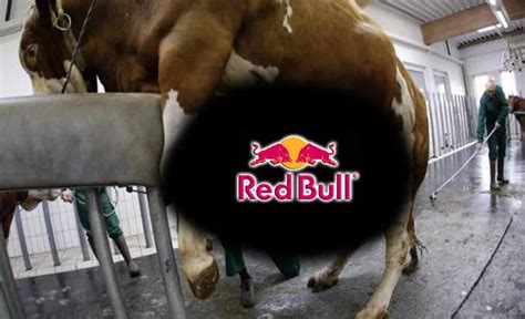 Así Masturban A Los Toros Para Hacer La Taurina Del Redbull