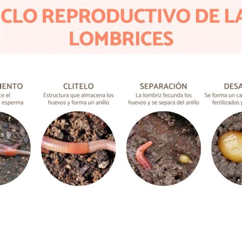 Ciclo De Reproducción De La Lombriz De Tierra