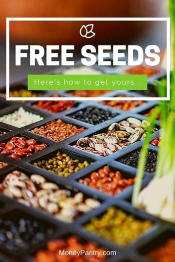 Free Flower Seeds And Bulbs Samples | Best Flower Site