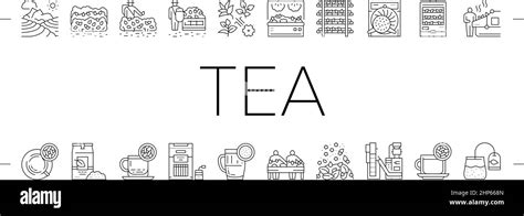 Tea Drink Production Collection Icons Set Vector Stock Vector Image