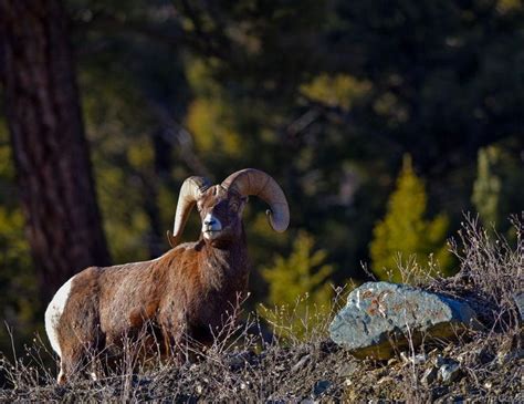 Rocky Mountain Big Horn Ram Photo By John Corso — National Geographic