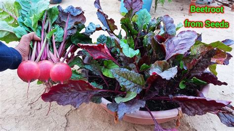 How To Grow Beetroot Grow Beetroot From Seeds Grow Beetroot From