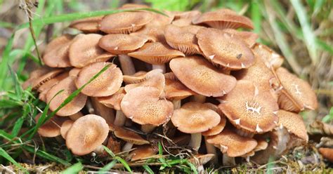 10 Honey Fungus Facts With Identity Benefits Recipe Guide