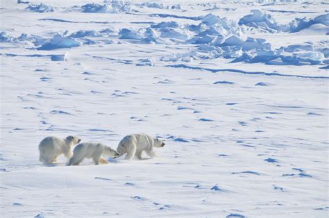 How species form: What the tangled history of polar bear and brown bear ...