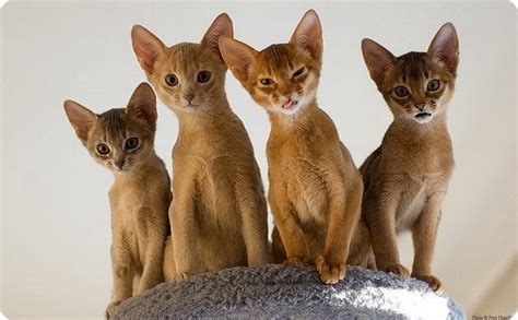 Абиссинская кошка