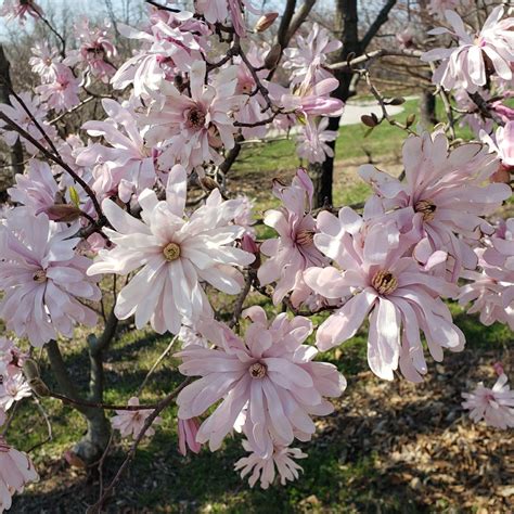 Magnolia Stellata Rosea Powell Gardens