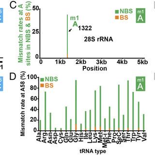 Transcriptome Wide RBS Seq Analysis In HeLa Cells Shows Widespread M 5