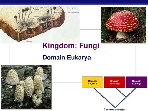 Ppt Kingdom Fungi Powerpoint Presentation Free Download Id1429467