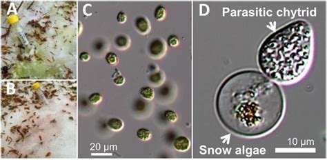 Chytrid Fungi Revealed To Be Parasitic Species That Infects Snow Algae