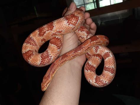 Amel Corn Snake Care Feeding And Breeding Guide Vital Frog