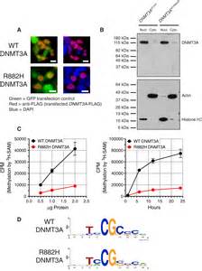 The R882h Dnmt3a Mutation Associated With Aml Dominantly Inhibits Wild