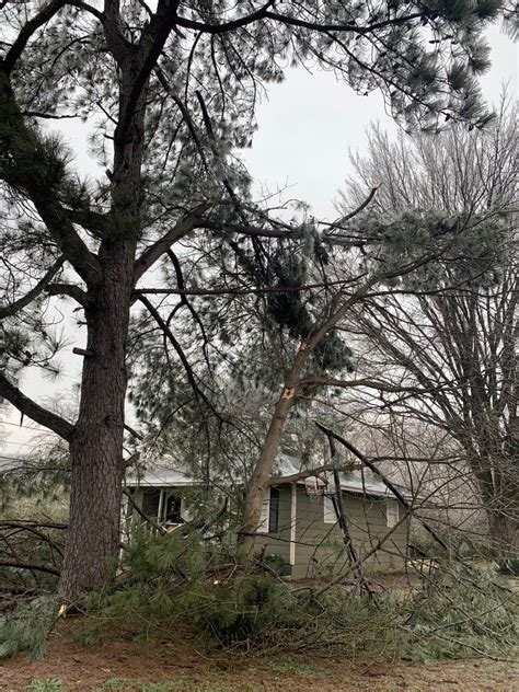 Photo Gallery Spruce Up Tree Care