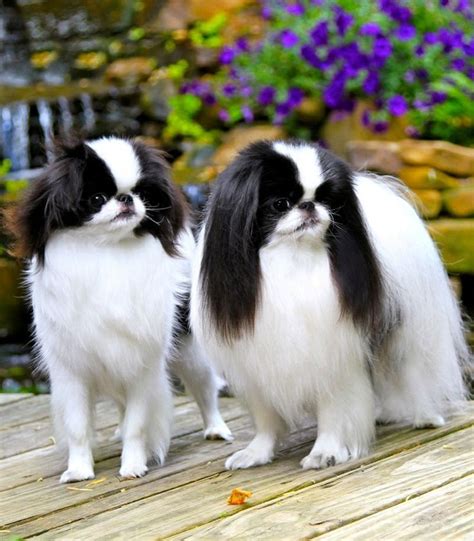 Hasil Gambar Untuk Japanese Chin Puppy Japanese Chin Dog Japanese