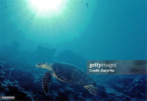 451 Sea Turtles Maldives Stock Photos, High-Res Pictures, and Images ...