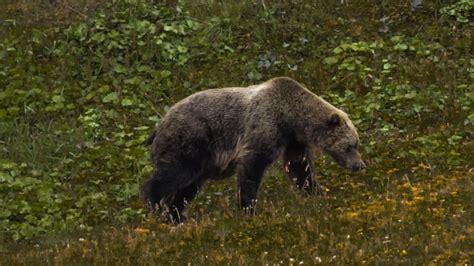 Video Deadly bear attack near Yellowstone National Park - ABC News