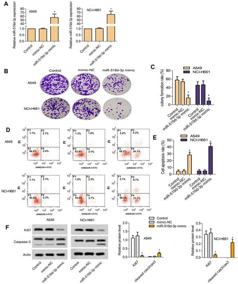 Overexpression Of Mir 519d 3p Inhibits The Growth Of Lung Cancer Cells