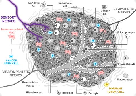 Sensory Nerves In The Spotlight Of The Stem Cell Niche Picoli 2021