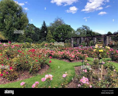 Rose Garden Botanic Gardens Belfast Northern Ireland Stock Photo Alamy