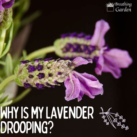 Help Why Is My Lavender Wilting Find Out The Causes And Solutions