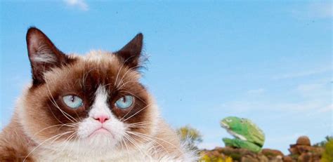 Grumpy Cat RealGrumpyCat Grumpy Cat Cats Grumpy