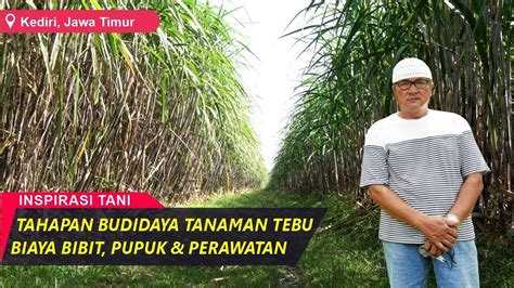 Manisnya Budidaya Tanaman Tebu 1 Bahu Hasilkan Panen 60 Juta YouTube