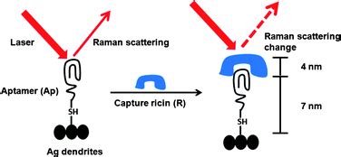 Detecting ricin in liquid foods – Chemical Science Blog