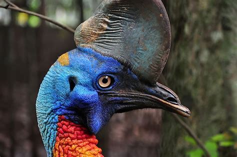 The World S Most Dangerous Bird The Cassowary Worldatlas