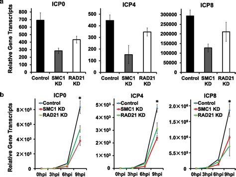 Effects Of Cohesin Components Depletion On Hsv The Immediate Early