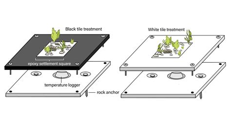 Studying the Effects of a Changing Climate on Intertidal Organisms