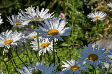 Daisies Flower Blossoms Free Photo On Pixabay Pixabay