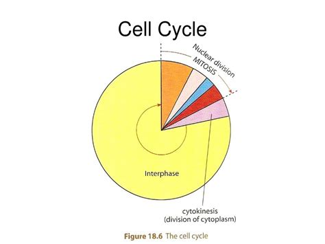 Ppt Cell Division Part 2 Introduction To Mitosis And The Cell