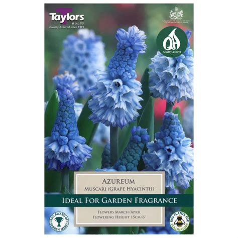 Muscari Azureum / Grape Hyacinth (18 Bulbs)