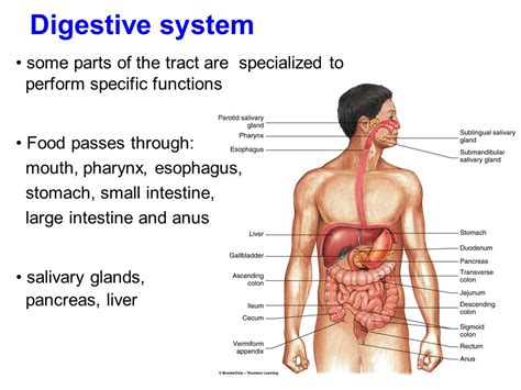 Human Digestive System Alimentary Canal And Accessory