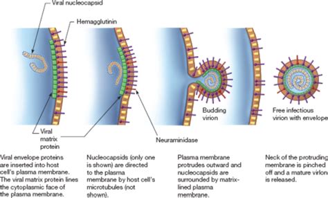 Microbiology Chapter Viruses Viroids And Prions Flashcards