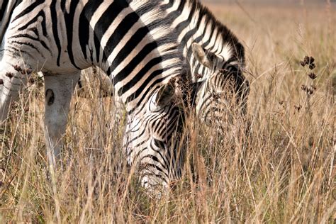 A Pair Of Zebra Grazing Free Stock Photo Public Domain Pictures