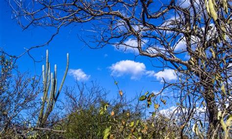 A importância da caatinga para o ecossistema mundial Nordeste Rural