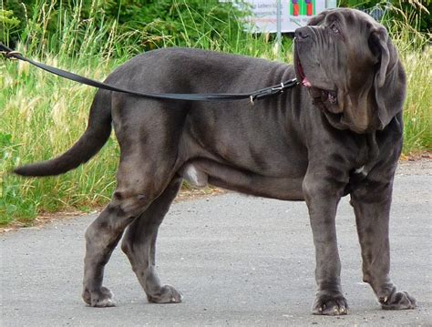 The Neapolitan Mastiff Breed A Detailed Guide To Their History