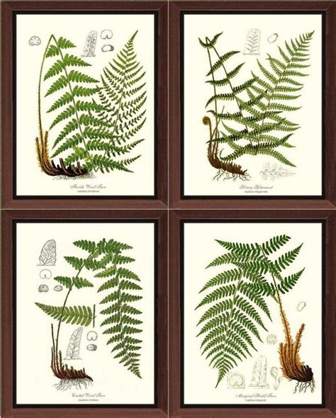 Fern Botanical Prints 4 Framed Antique Vintage Illustrations 8x10