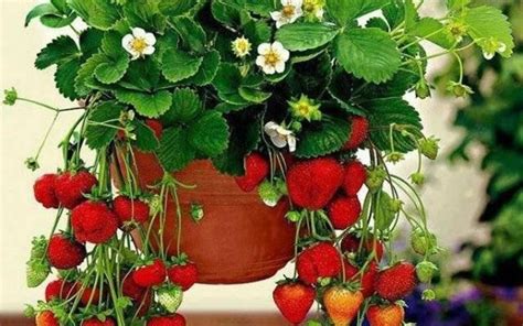 Fragole In Vaso Piccoli Frutti Come Coltivare Le Fragole In Vaso