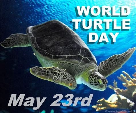 World Turtle Day 23rd May Turtles And Tortoises